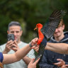 Australian King-Parrot. Busloads of tourists at Kennett River. Some tourists have been harassing wildlife and feeding them. The community is now trying to educate tourists about leaving them alone.