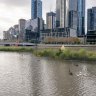 An artist’s renders of proposed floating wetlands in the Yarra River. 