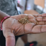 Juncao grass was developed by Chinese scientists.