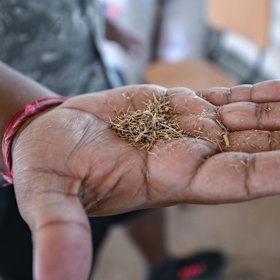 Juncao grass was developed by Chinese scientists.