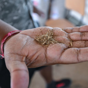 Juncao grass was developed by Chinese scientists.