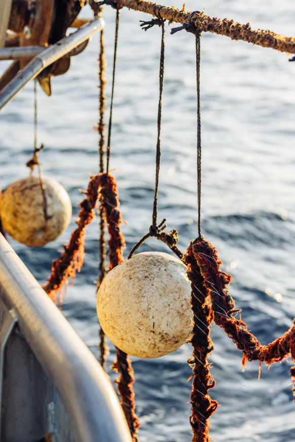 Seaweed is grown by “sowing” it onto ropes that are then lowered into the sea and hauled in eight weeks later.