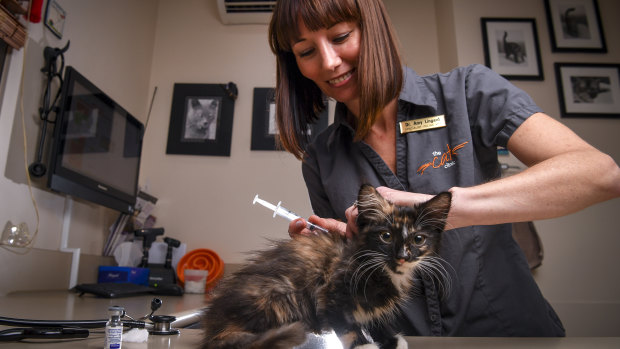Rosie the kitten gets a parvovirus jab from Dr Amy Lingard at the Cat Clinic in Prahran.