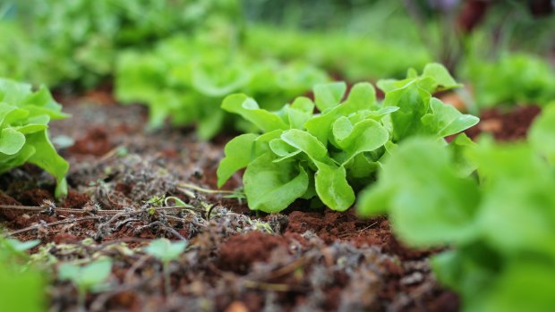 Urban gardener James Blyth said growing greens was an easy way to start growing your own vegetables in a limited space.