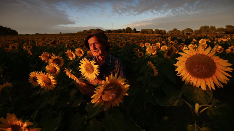 Blooming Hell Trespassers Bug The Farmer Of Fantastic Sunflower Field