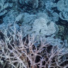 PM’s department cited caretaker mode to encourage delay of coral bleaching report