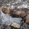 In this photo provided by National Geographic, a view of a sock embroidered with “A.C. Irvine”, along with a boot. 