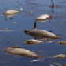 Mystery deepens over deaths of thousands of fish