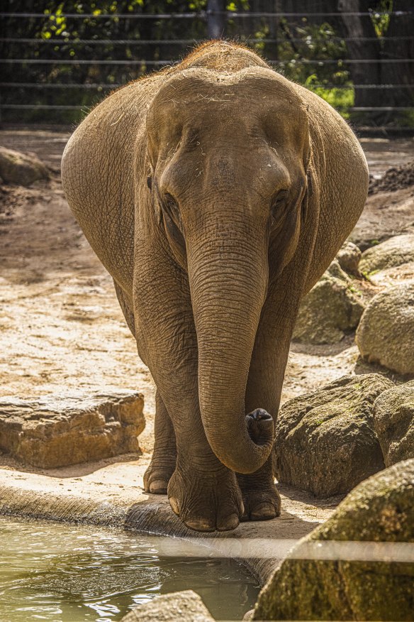 banksy elephant zoo