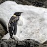 Emperor penguins could be extinct by 2100.