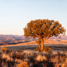 A lone juniper tree, Ladder Ranch.