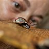 The aphrodisiac that unlocked the secret sex life of snails
