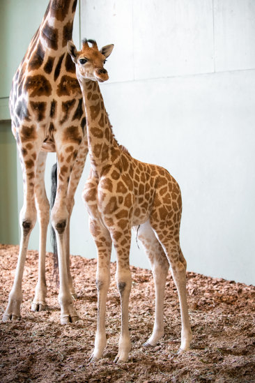 Talbert And Hunter Neck And Neck To Be Newest At Australia Zoo