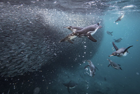 Galápagos penguins fish off Isabela Island.