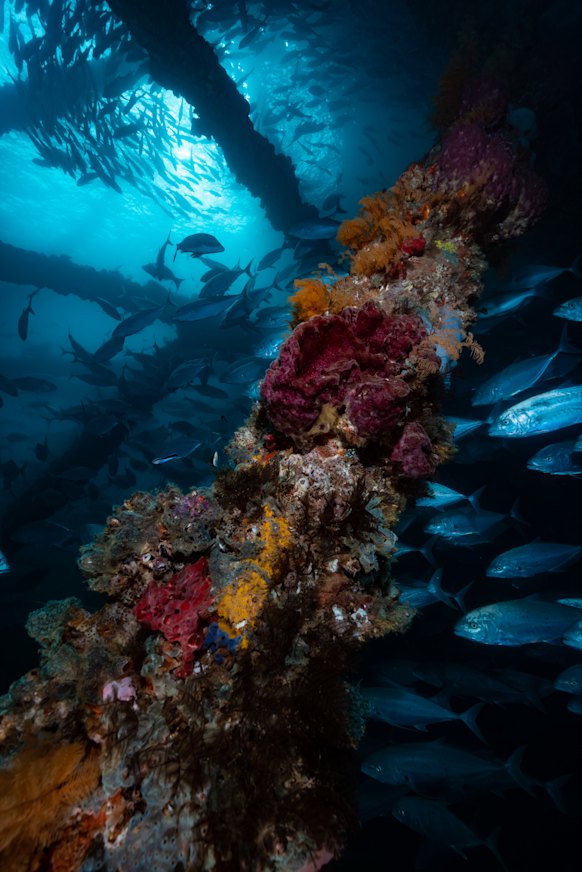 Diving at Navy Pier.