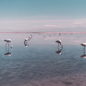 Desert flamingos in sunset lagoons: Chile’s new kind of wonderful