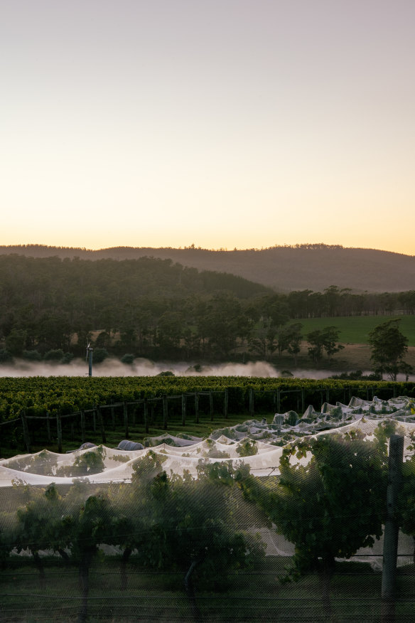 The deafening buzz about Tasmanian cool-climate viticulture, particularly for sparkling wine like that made by Arras, has the potential to shift the balance of viticultural prestige – and ultimately power.
