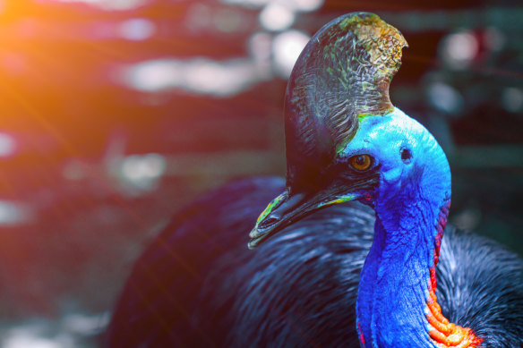 Close encounters of a bird kind: a cassowary. 