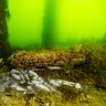 Dead garfish in neon-green water in Ardrossan, South Australia on July 9.