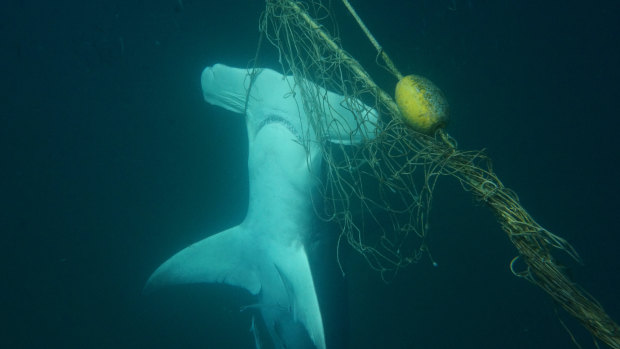 A dead great hammerhead shark found caught in a net off a beach on the Gold Coast.