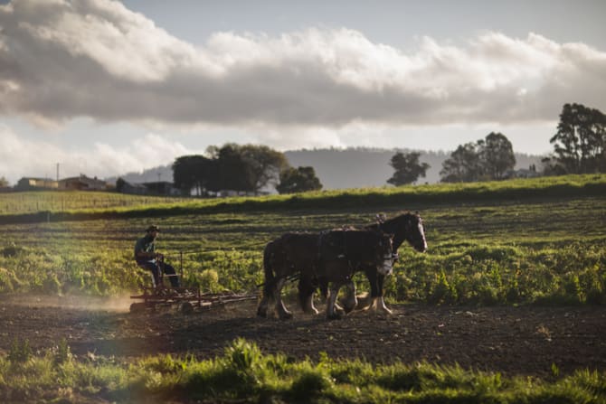 Gregory McCallum ploughs the field.