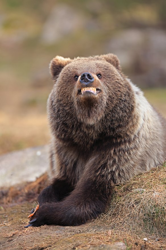 Highly Commended Winner: Valtteri Mulkahainen for “Smile, You’re Being Photographed”. 