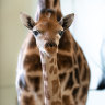 Talbert and Hunter neck-and-neck to be newest at Australia Zoo