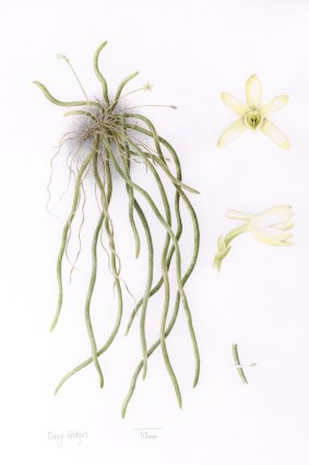 Cheryl Hodges’ illustration of the rediscovered orchid.
