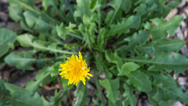 You could eat this: The leaves of common garden ''pest'' the dandelion can be made into tea or tossed into salad, and its flower can be deep-fried into fritters.