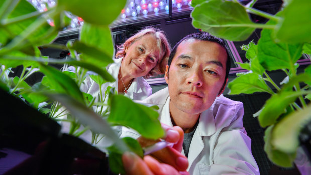 Professor Marilyn Anderson and research fellow Dr Simon Poon inspect their desert tobacco plants.
