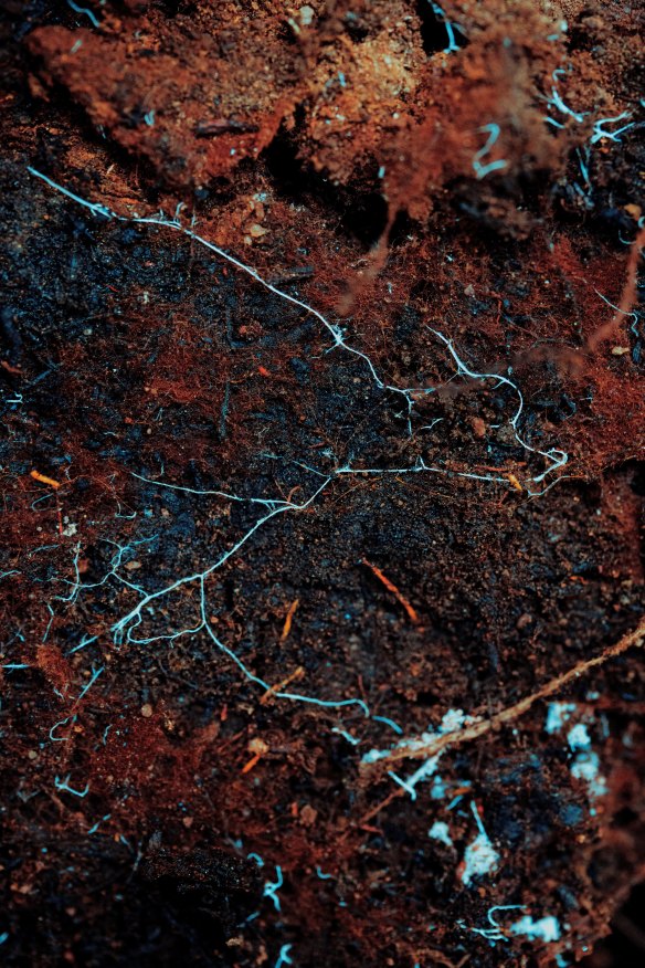 Mycorrhizae in the soil between Douglas firs. 