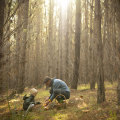 Diego Bonetto foraging for mushrooms in NSW pine forest.