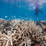 Coral bleaching alert for Great Barrier Reef as hot summer looms