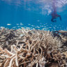 Mass coral bleaching on Great Barrier Reef sparks fear of global event