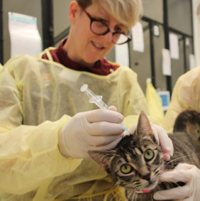 Professor Vanessa Barrs vaccinates cats for parvovirus at the Blacktown Animal Holding Facility in February 2017.