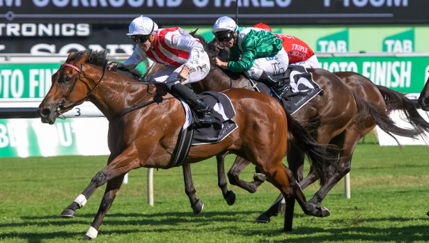 Just reward: Josh Parr pilots Shoals towards the line in the Surround Stakes at Randwick.