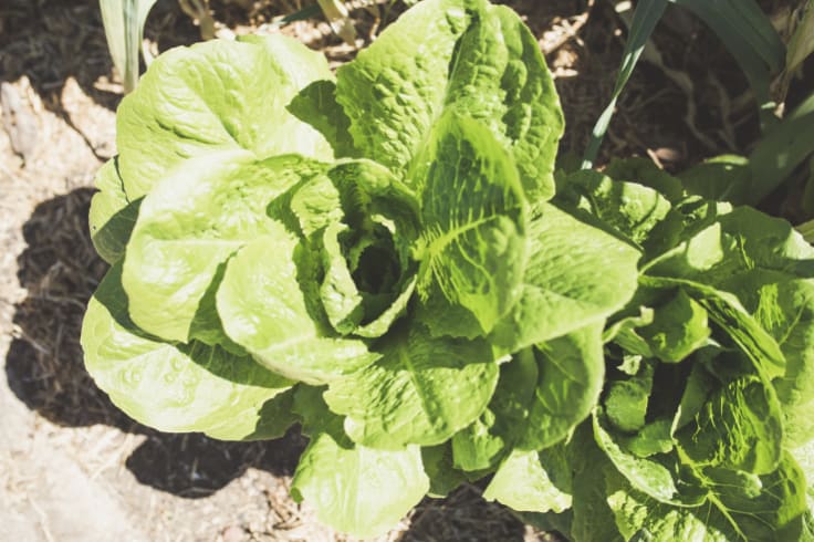 Cos lettuce in the human salad bar.