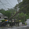 Wynnum Road was blocked by a fallen tree at Norman Park.