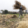 An Egyptian farmer harvests wheat in Qursaya island in Cairo, Egypt.