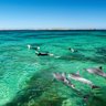 Swimming with dolphins in Baird Bay.
