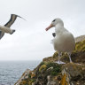 Albatrosses pushed to ‘divorce’ because of climate change, study finds