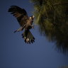 Perth’s black cockatoos are running out of food, as their habitat dwindles across the city.   