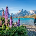 Commonly known as lupin or lupine, is a genus of flowering plants in the legume family, Fabaceae. Torres del Paine is a national park in Chilean Patagonia.
