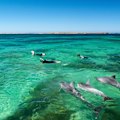 Swimming with dolphins in Baird Bay.