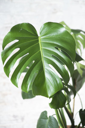 Monstera can be propagated through cuttings.