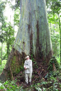 Peter Hitchcock dwarfed by a giant rainbow gum, Ceram, Indonesia.