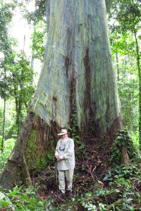 Peter Hitchcock dwarfed by a giant rainbow gum, Ceram, Indonesia.