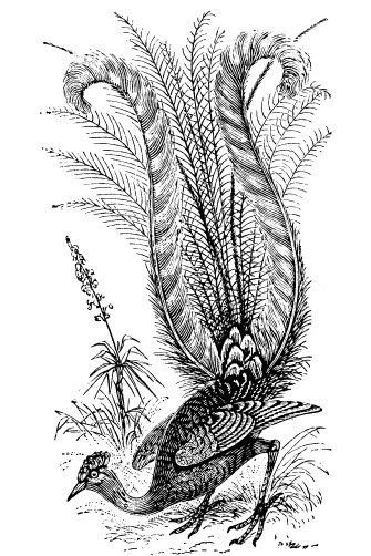 Antique illustration of the Superb lyrebird, which suffered during last summer's fires. 