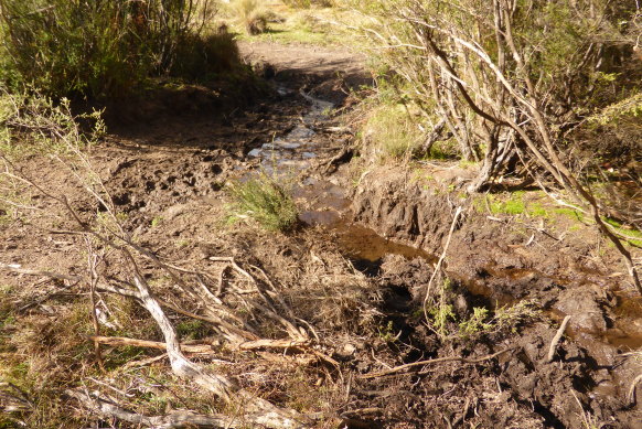 A small creek in northern Kosciuszko National Park damaged by brumbies.