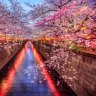 Cherry blossom season in Tokyo at Meguro River 